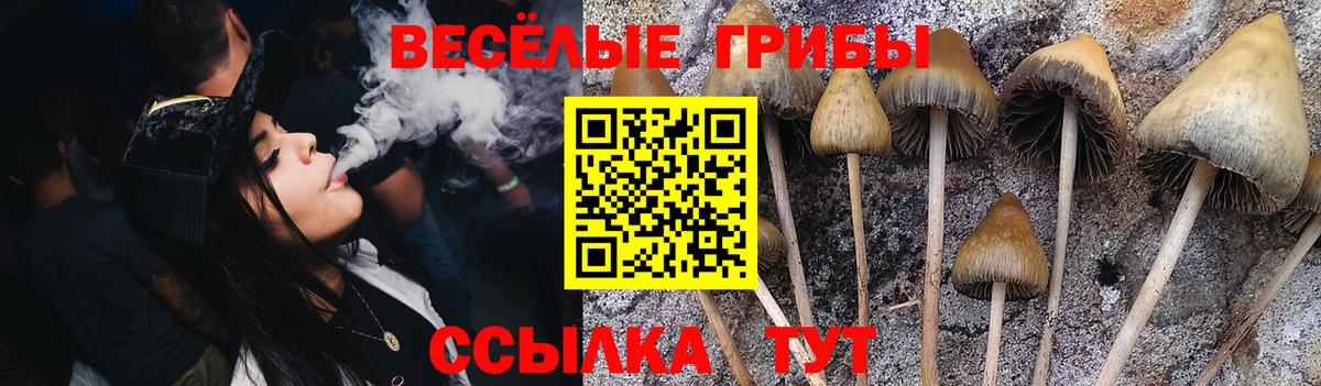 Галлюциногенные грибы MAGIC MUSHROOMS  Галлюциногенные грибы MAGIC MUSHROOMS  Вход с VPN  где найти наркотики  Карачаевск 